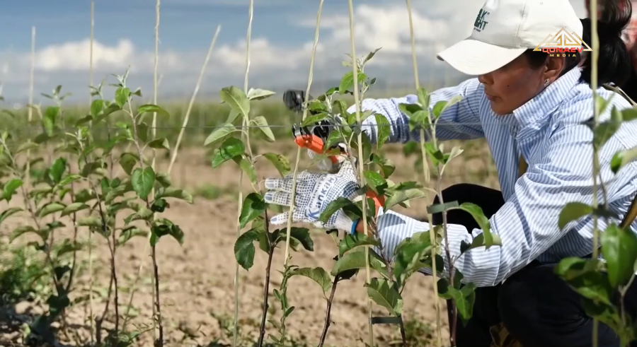 Весенние полевые работы: возрождение яблоневых садов