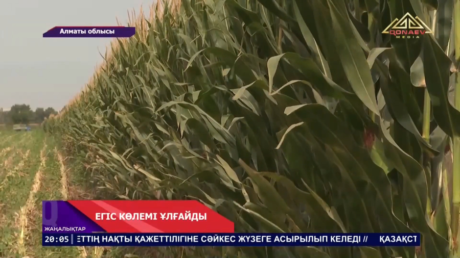 Егінжай көлемі