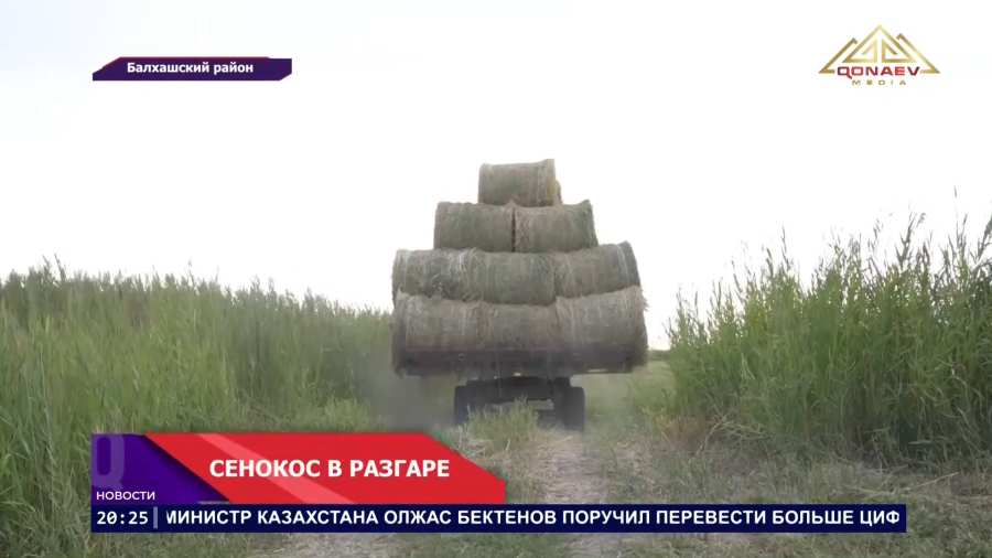 В Балхашском районе продолжается второй укос люцерны