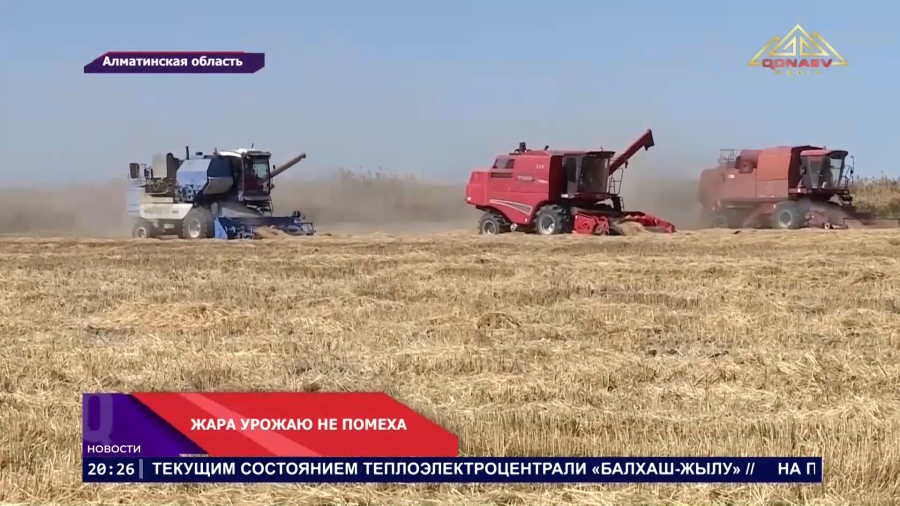 ЖАРА БЬЕТ РЕКОРДЫ, А ЧТО БУДЕТ С УРОЖАЕМ?
