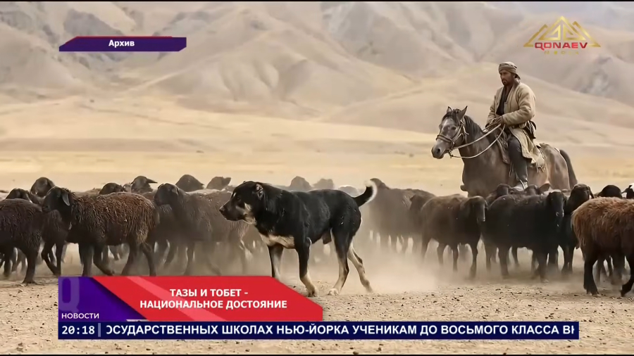 ДЕНЬ КАЗАХСКОГО ТАЗЫ И ТОБЕТА