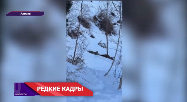 Редкий кадр! Снежный барс на охоте в Алматинских горах!