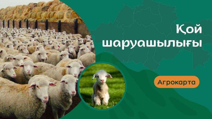 Қой шаруашылығы: табысты бизнеске апарар жол