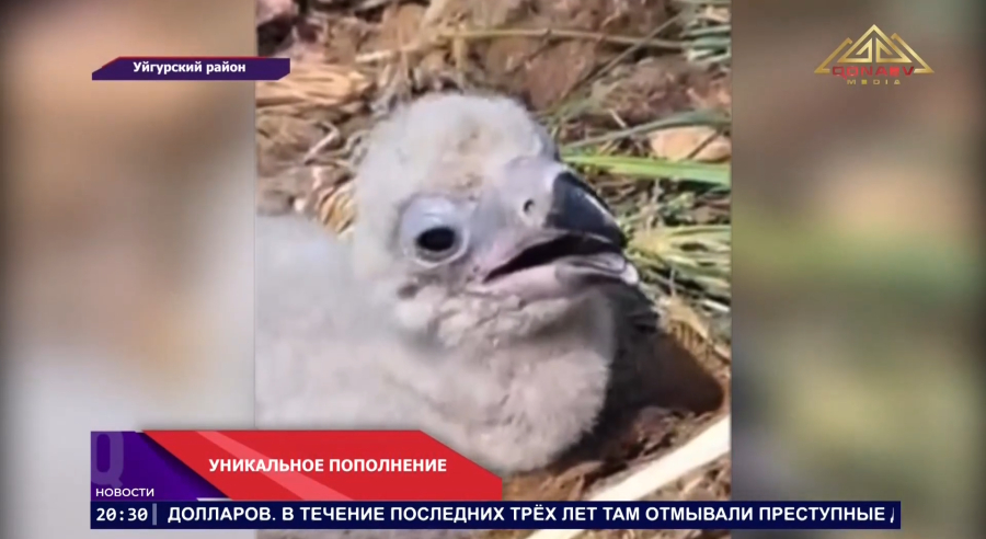 Уникальное событие в Чарыне!