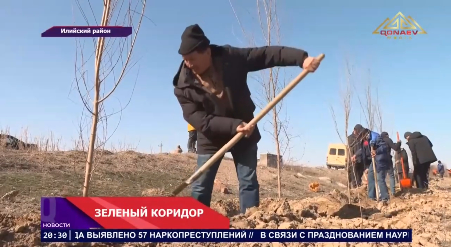 В Илийском районе высадят десятки тысяч деревьев