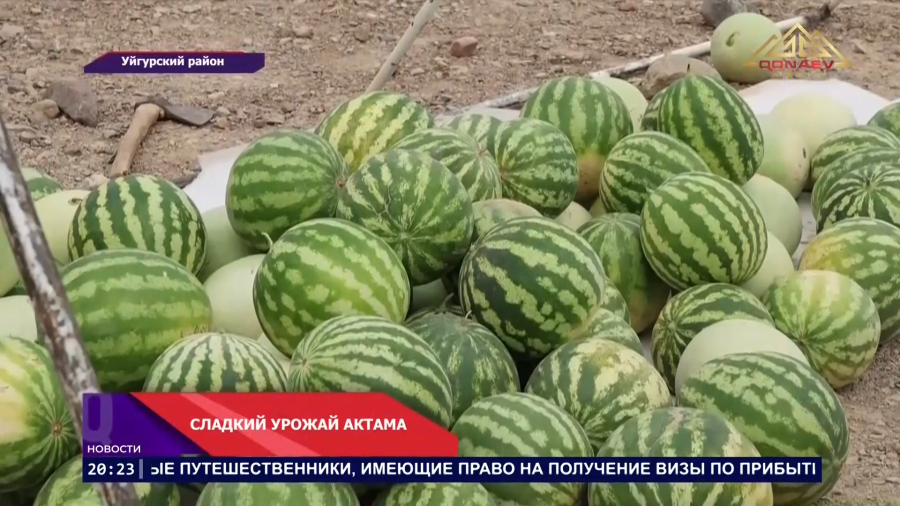 Арбуз, ставший брендом