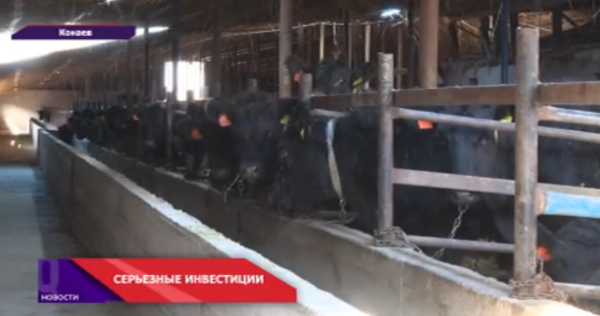 В городе Конаев будет строиться молочная ферма