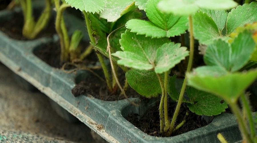 Как выращивают клубнику в Алматинской области