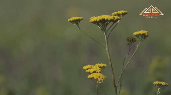 Табиғатпен үйлесім: Көшпенді өмір салтының тағылымы