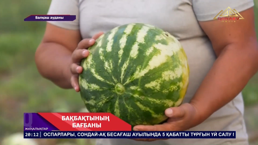 Бақбақты ауылында қарбыз еккен бағбан өнім көлемін екі есеге жеткізді