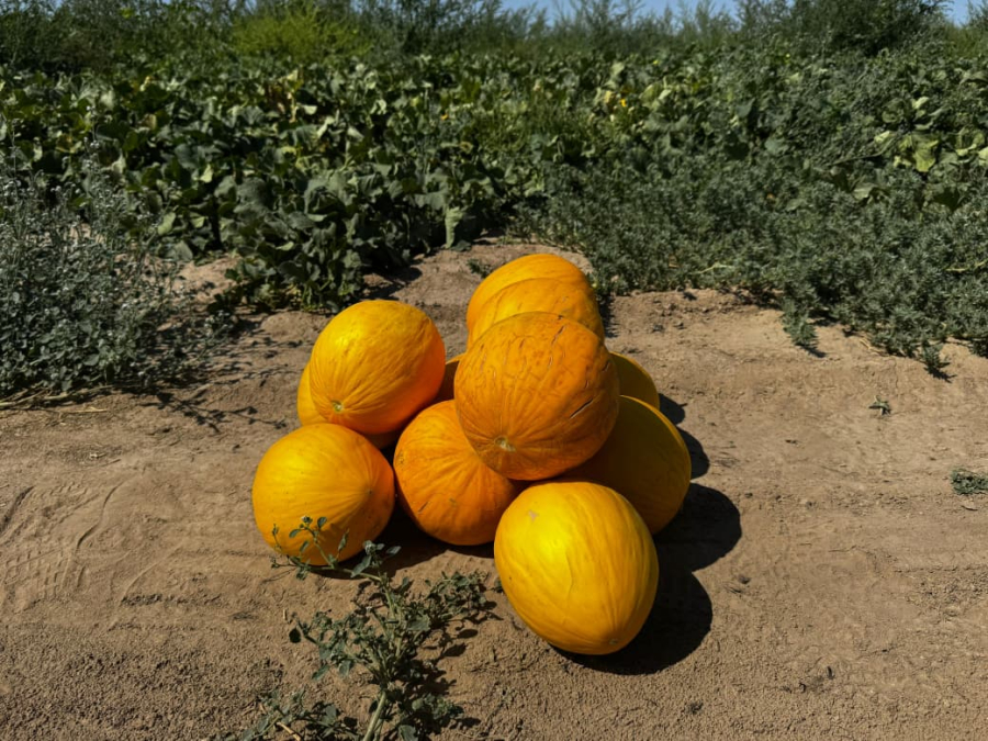 В Шенгельды впервые собрали урожай дыни: по 40 тонн с гектара