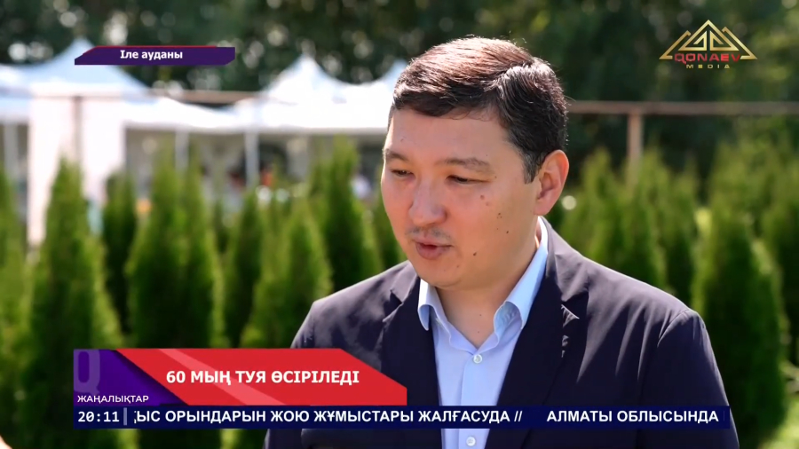 Іле ауданындағы тәлімбақтың 12 гектар жерінде  60 мыңға жуық туя өсіріледі