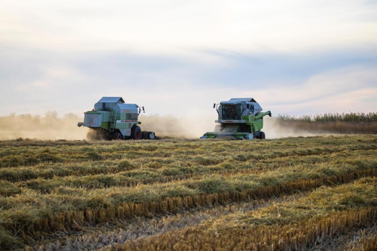 Балқаш ауданында күріш орағы қызу жүріп жатыр