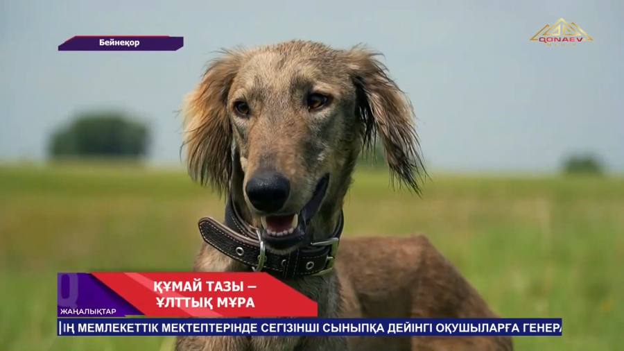 Тазы мен төбет күні