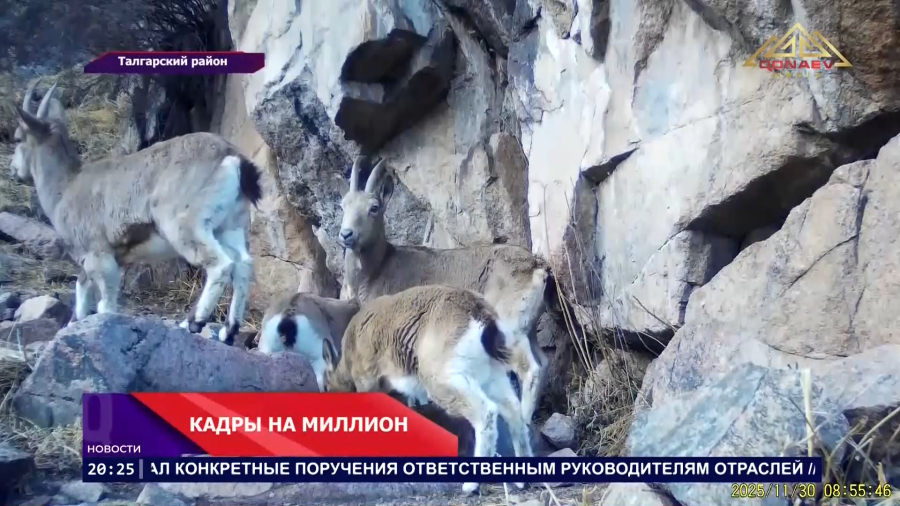 Тайная жизнь гор — в объективе камер