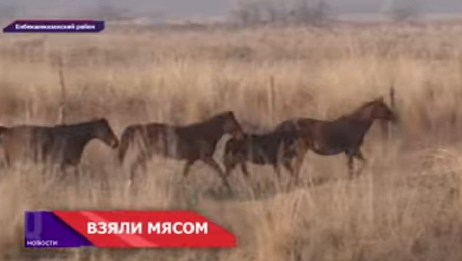 Скотокрадство в Енбекшиказахском районе