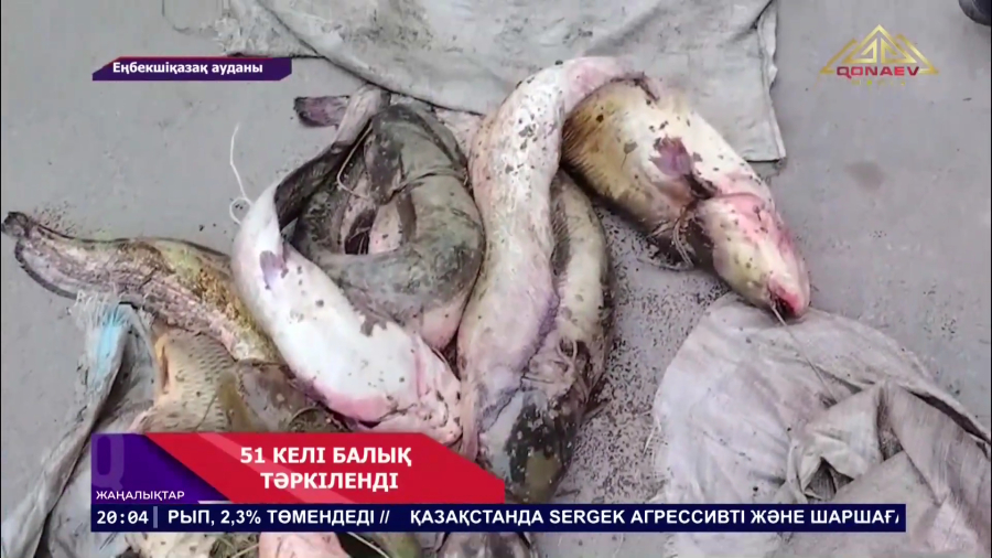 Заңсыз балық тәркіленді
