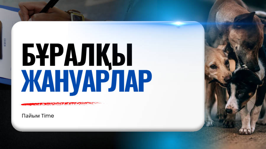 Бұралқы жануарлар мәселесі: қауіпсіздік пен жауапкершілік арасындағы таңдау