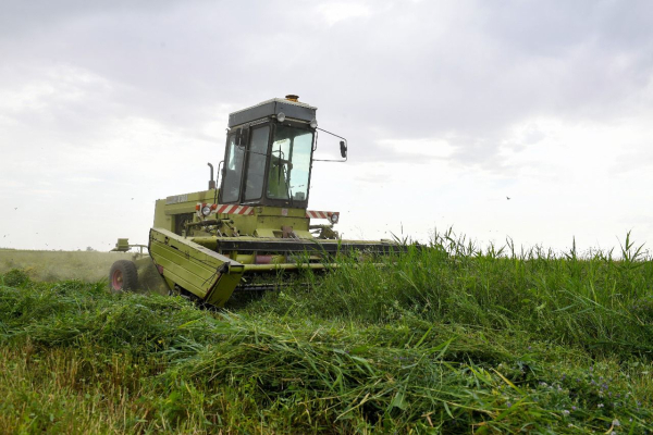 Балқаш ауданында 3,4 мың тоннадан астам астық жиналды