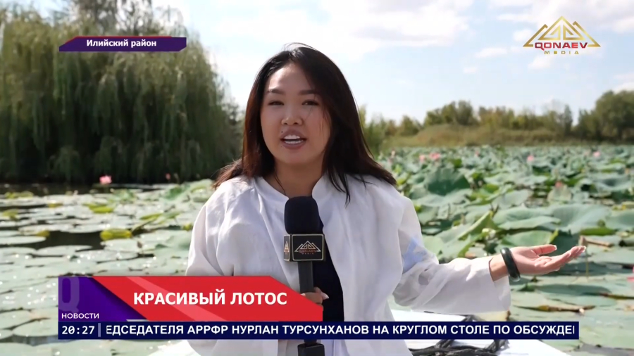 ЛОТОСЫ, КОТОРЫЕ ПОКОРИЛИ ИНТЕРНЕТ