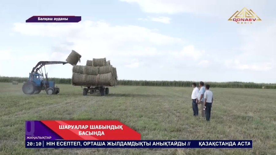 Балқаш ауданының шаруалары осы жазда 12 700 гектар жерден шөп алып, мал азығымен қамтамасыз етуде