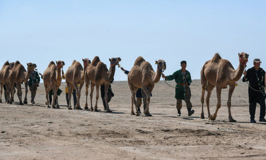 Рекорд Гиннесса: самый большой караван верблюдов прошёл в Алматинской области