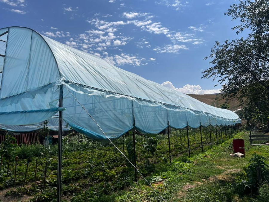 Миллионы на клубнике: молодой фермер из Алматинской области успешно освоил льготный кредит