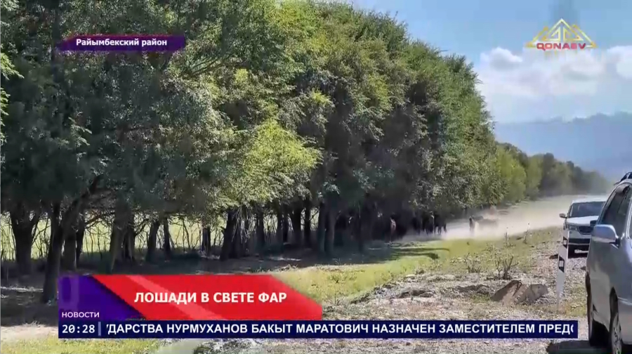 Более 1000 лошадей - со светоотражающими лентами