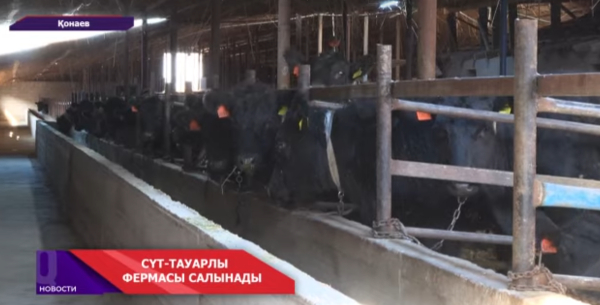 Шеңгелдіде сүт фермасы салынады