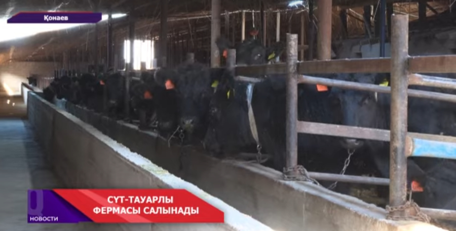 Шеңгелдіде сүт фермасы салынады