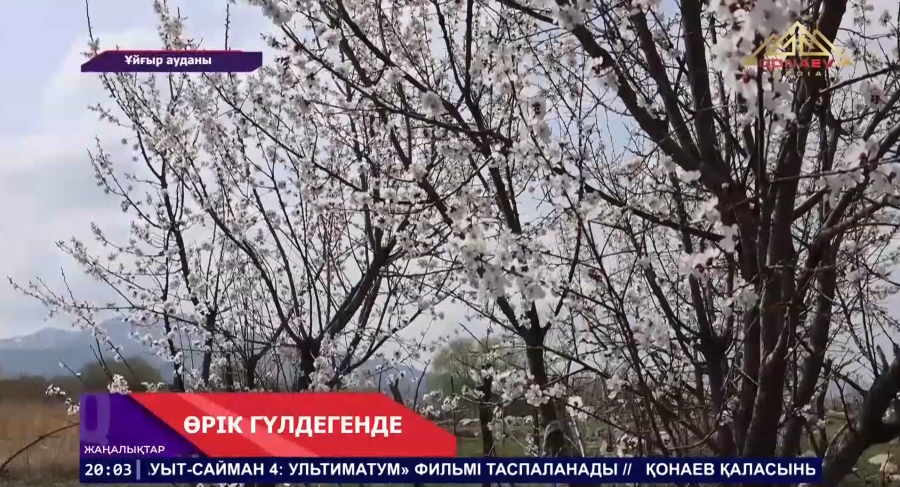Қарадала аймағында өрік ағаштары гүлдеп, табиғат ерекше құлпыра түсті