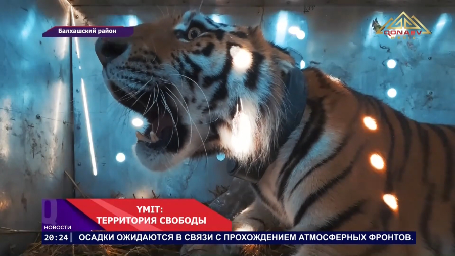 Тигрица Үміт осваивает дикую природу Прибалхашья
