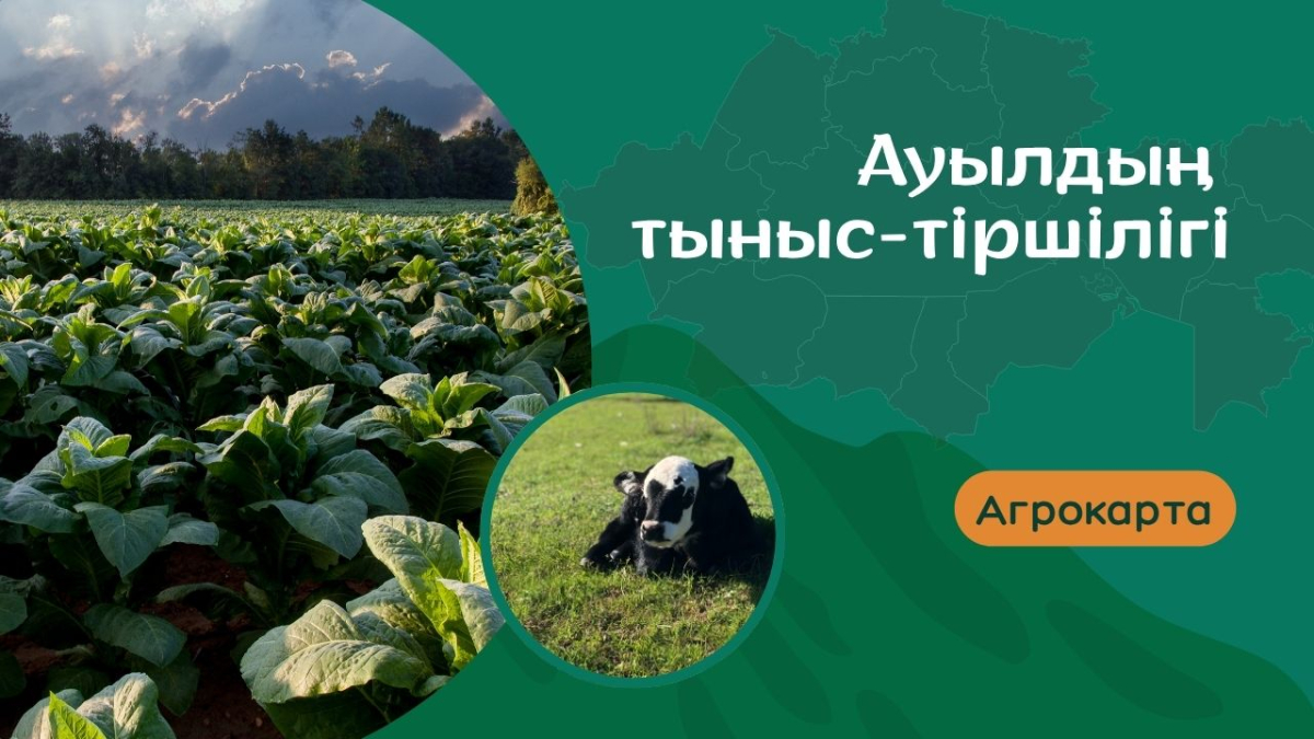 Ауылдың тыныс-тіршілігі