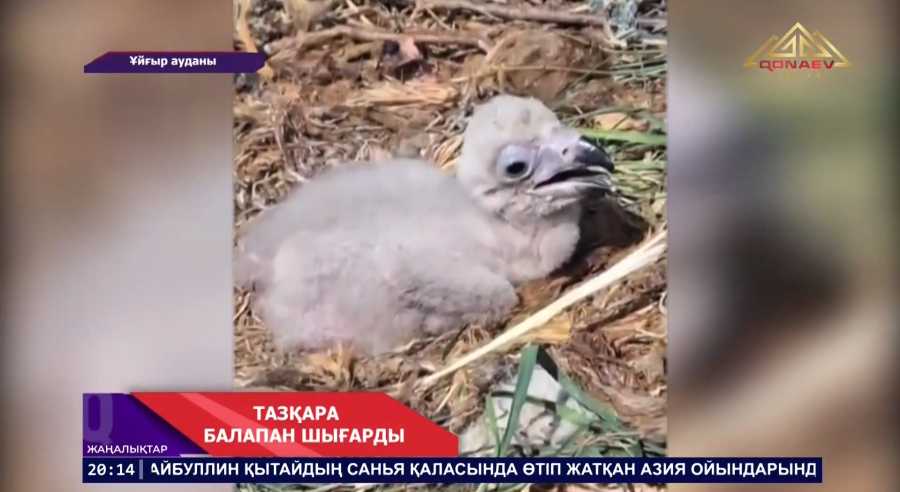 Тазқара балапаны