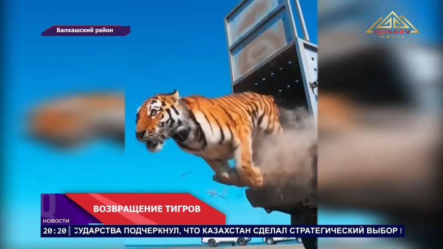 Возвращение тигров