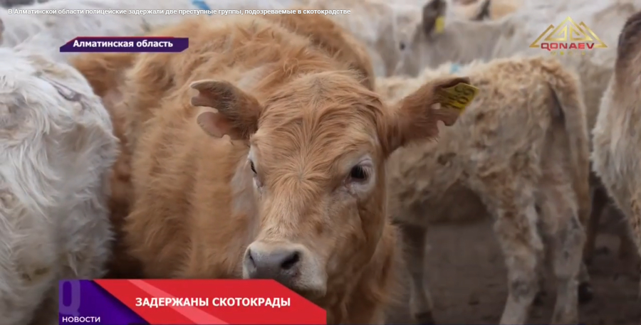 В Алматинской области полицейские задержали две преступные группы, подозреваемые в скотокрадстве
