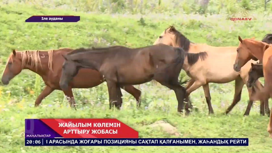 Жайылым көлемі
