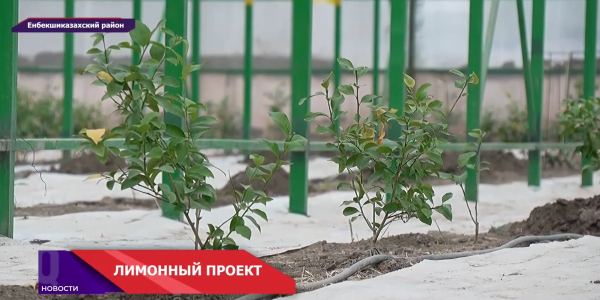 Лимоны с алматинской «пропиской»