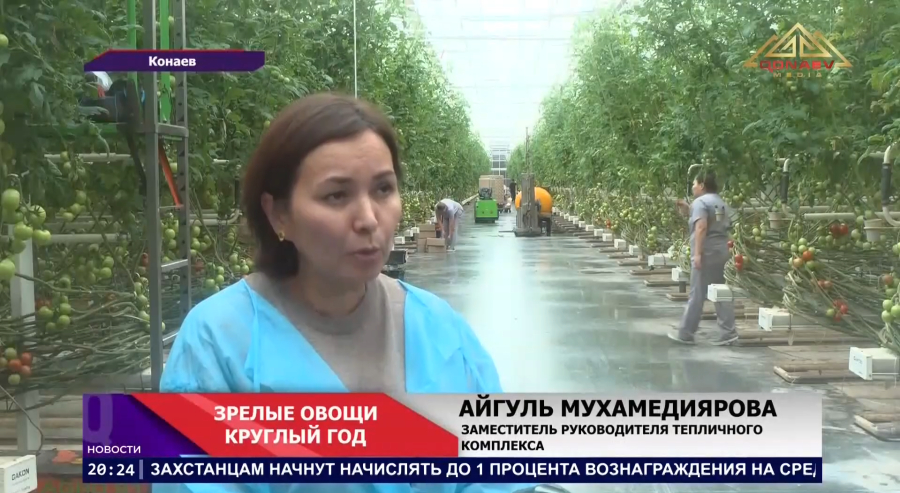 В современных теплицах Алматинской област собирают первый урожай томатов