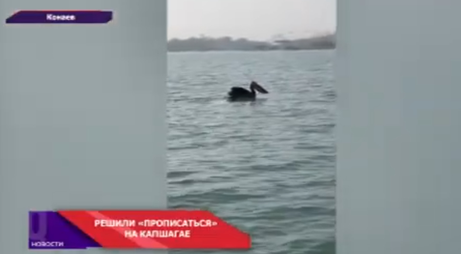 На Капшагай прилетели пеликаны