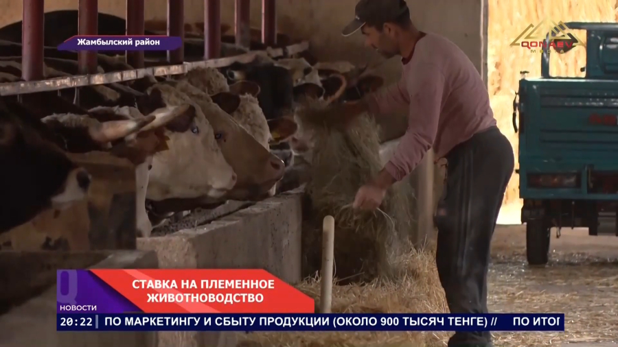 Новая генетика для казахстанского стада