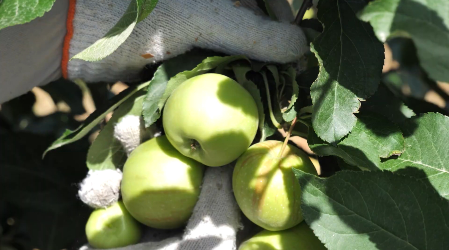 Что выращивают и производят в Енбекшиказахском районе?