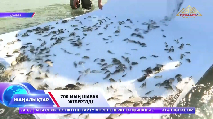 Су қоймасына 700 мың шабақ жіберілді