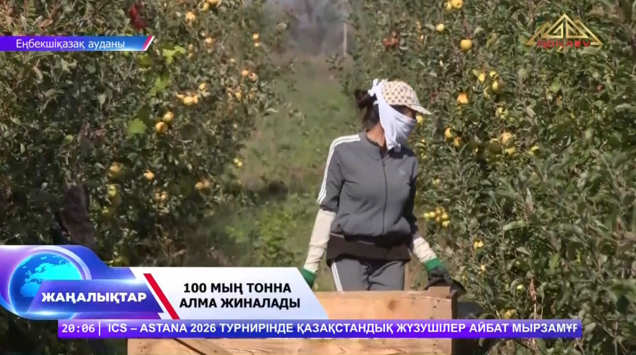 100 мың тонна алма жиналады