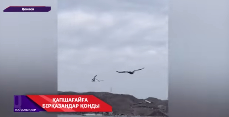 Қапшағайға бірқазандар қонды