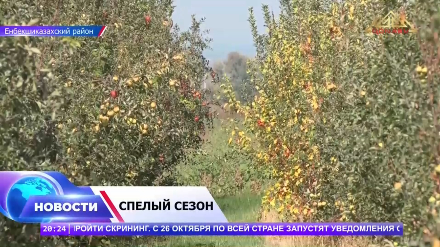 Ароматный урожай: в Алматинской области соберут 100 тысяч тонн яблок