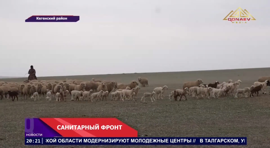 Санитарный фронт