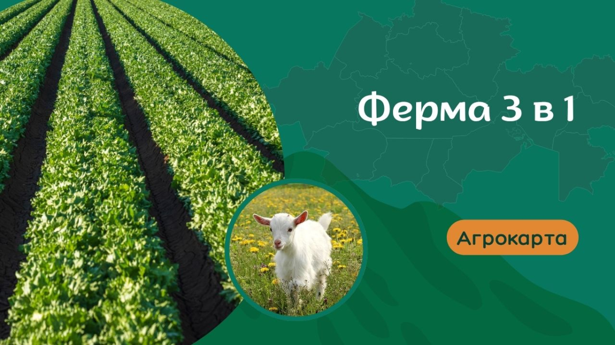 Развитие крестьянского хозяйства: овцеводство, теплицы и птицеводство