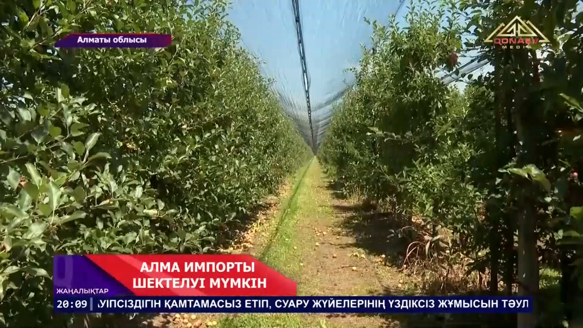 Алма импортына уақытша шектеу