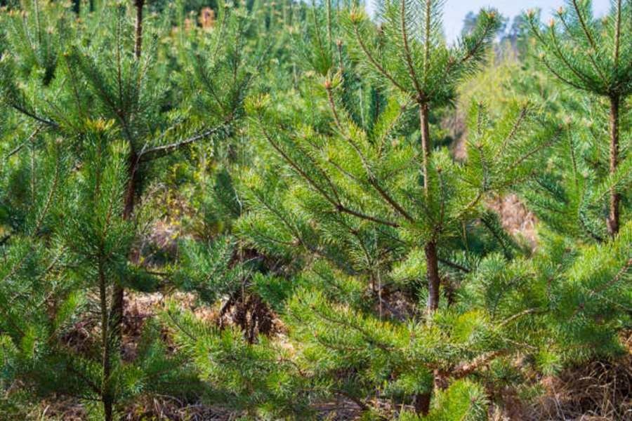 «Семей орманы» тәжірибесі Алматы облысында кеңейтіледі